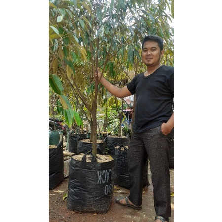 pohon durian musangking siap berbuah tinggi 2 meter murah
