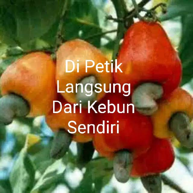 Jambu mede / mete / monyet / 1 kg