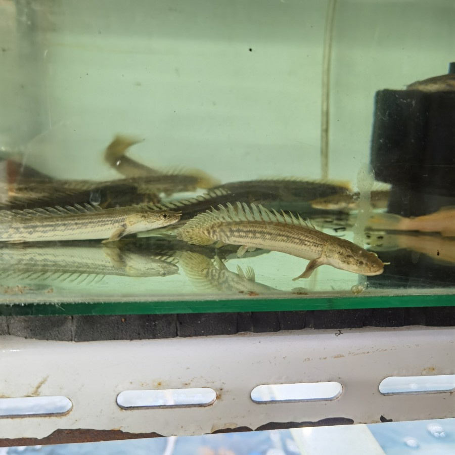 Palmas Lapradei 12-13cm