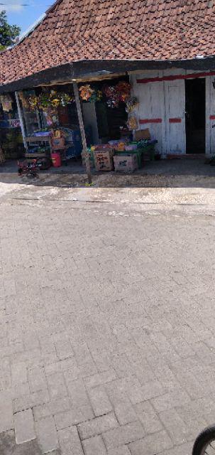 Tanaman Pepaya California (tinggi 30-40 Cm)