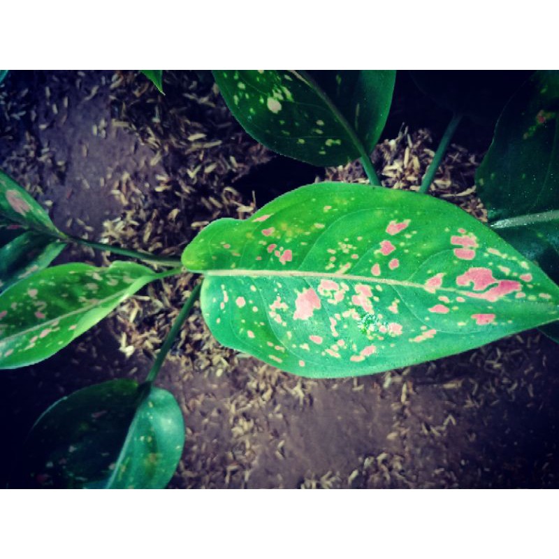 aglaonema ruby ciangmay remaja