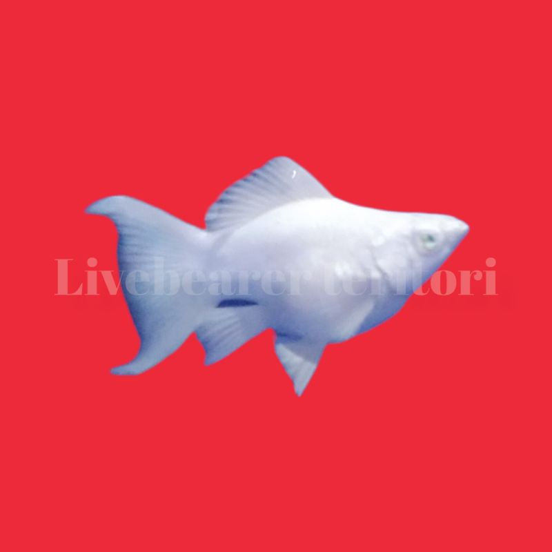 ikan hias molly platinum mata biru sepasang