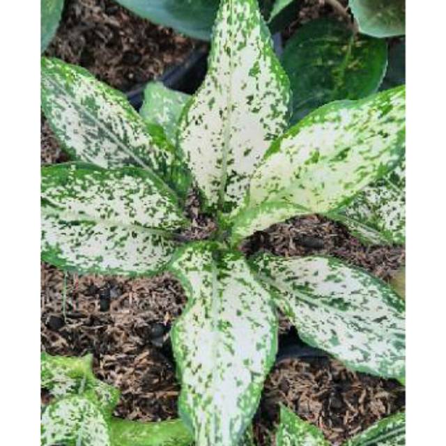 Aglonema snow white Dewasa