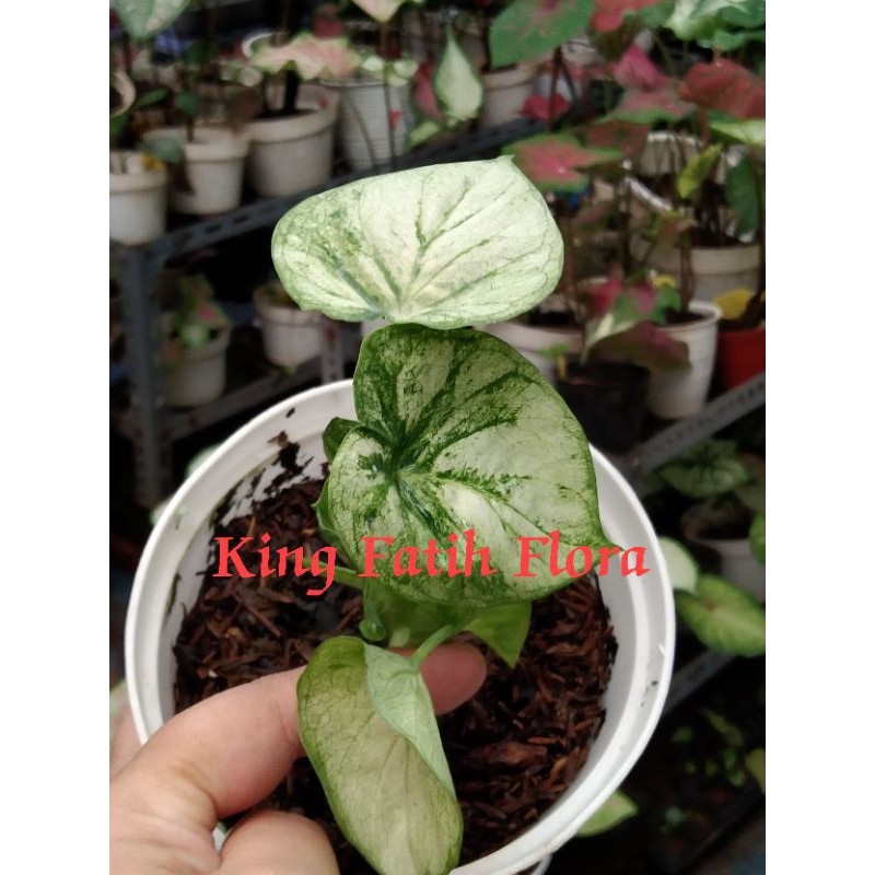 Size Remaja Caladium White Cobra (Tanpa Pot)