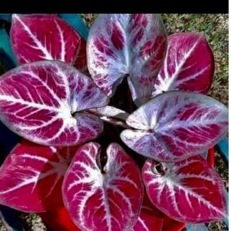 anakan keladi import whitebone caladium white bone