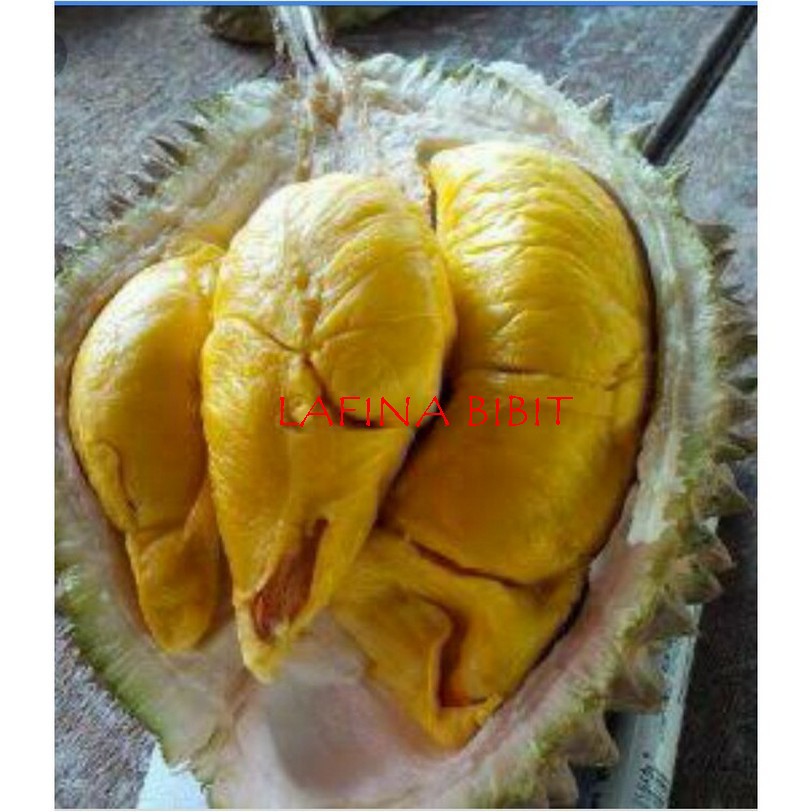 DURIAN BAWOR KAKI 3 TINGGI 1 METER 3 TAHUN BERBUAH