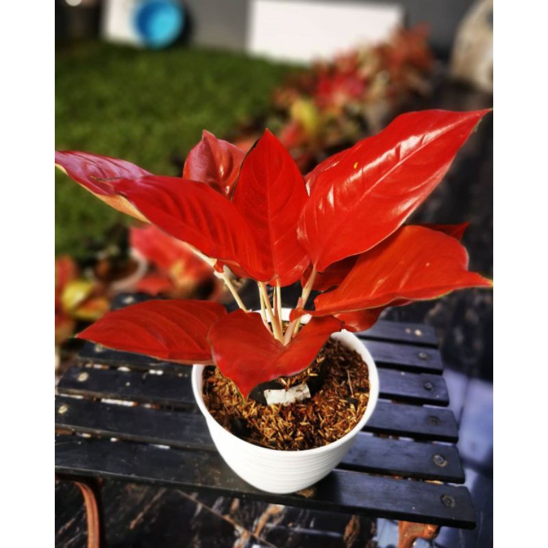 Aglonema Indukan Suksom Super Red Full - Tanaman Hias Hidup