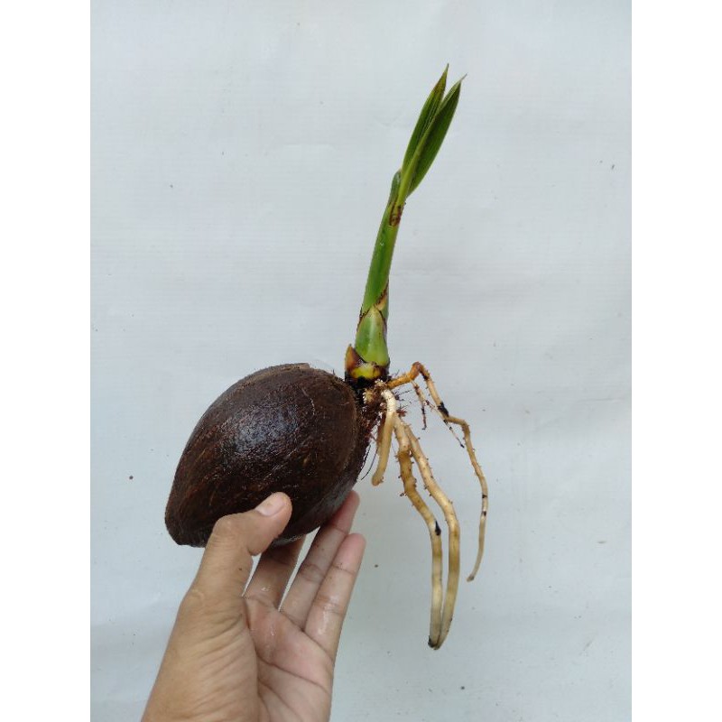 BONSAI KELAPA BATOK LONJONG