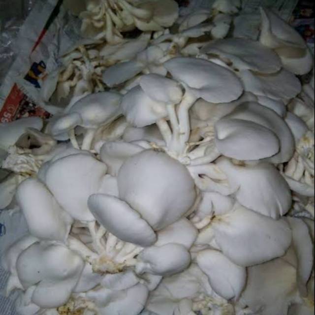 

Jamur tiram bandung 250 gram