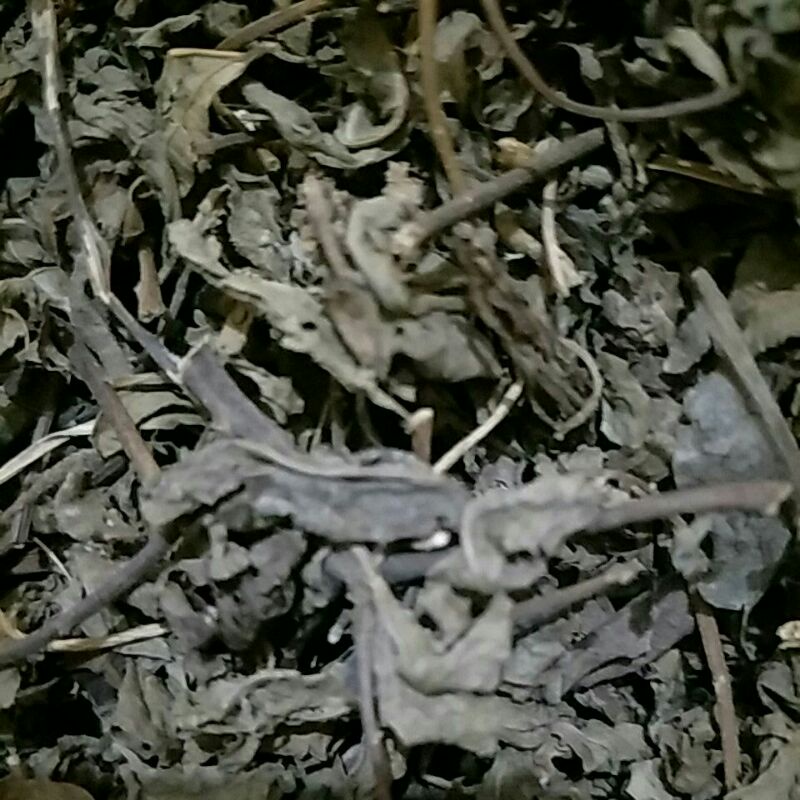 

daun bluntas kering 50gr