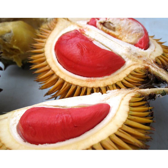 Tanaman Durian Merah (Red Durian)