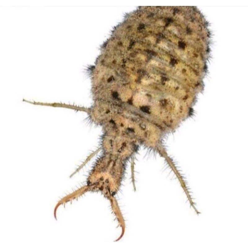 

herbal undur undur hidup