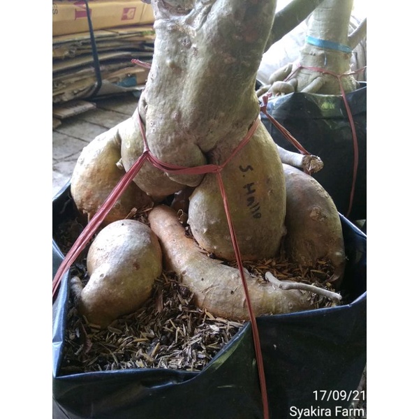 adenium bunga tumpuk sun hallo bonggol jumbo dan rimbun