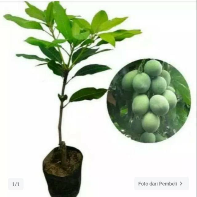 Bibit mangga harum manis pohon mangga rahum manis murah