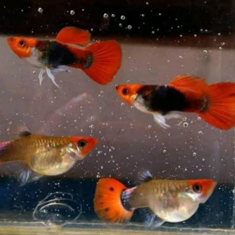 Ready Ikan Hias Guppy Tuxedo Koi Indukan Sepasang