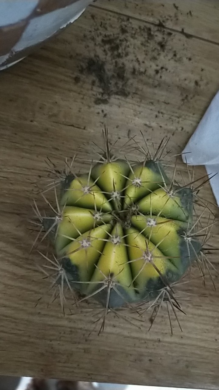 Kaktus Melo Bahiensis