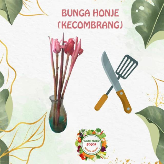 

HONJE/KECOMBRANG /Batang