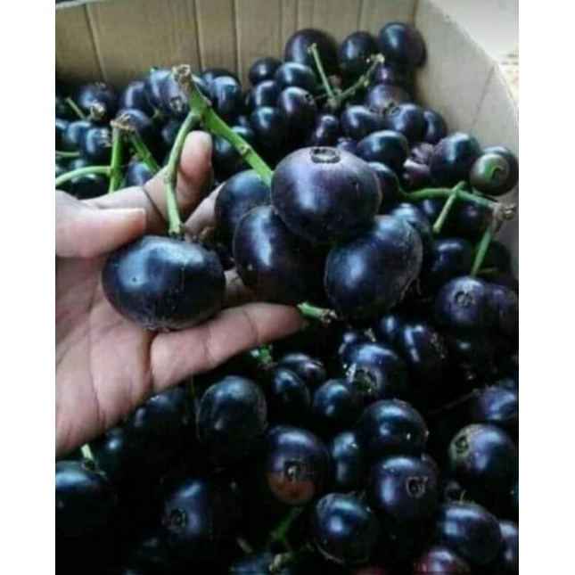 

Buah gowok /Kupa per 1 kg