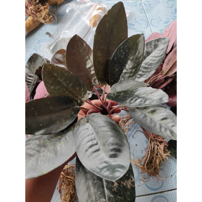 sisma black metalic