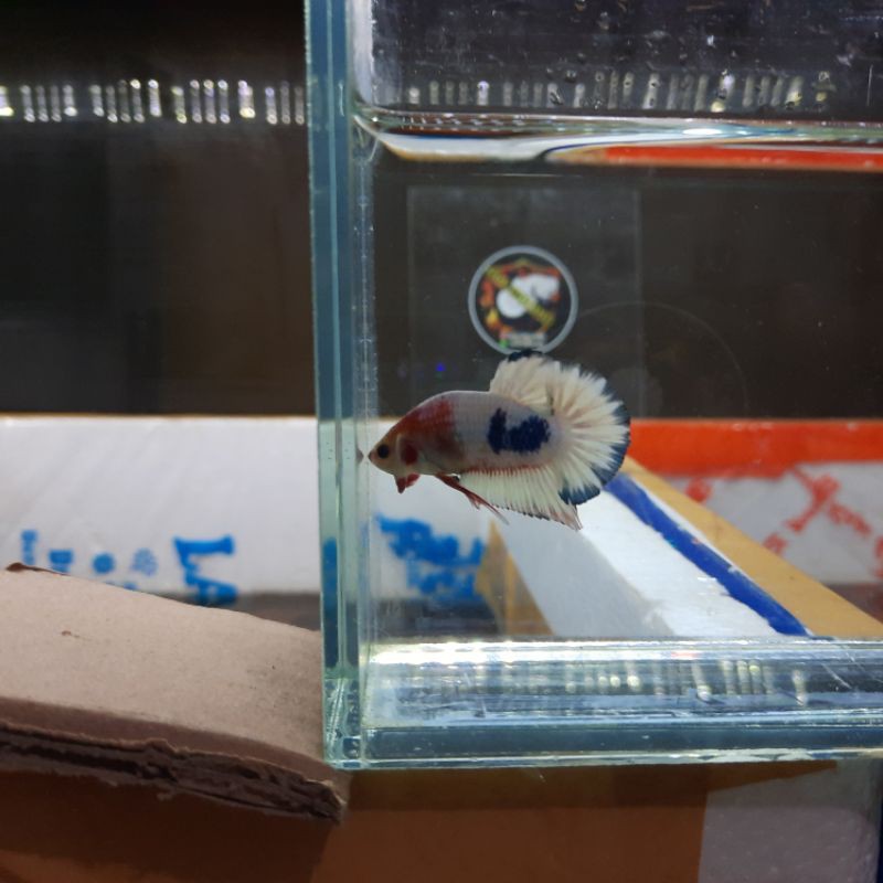 ikan cupang ws banding hitam murah size M 3.9 bulan