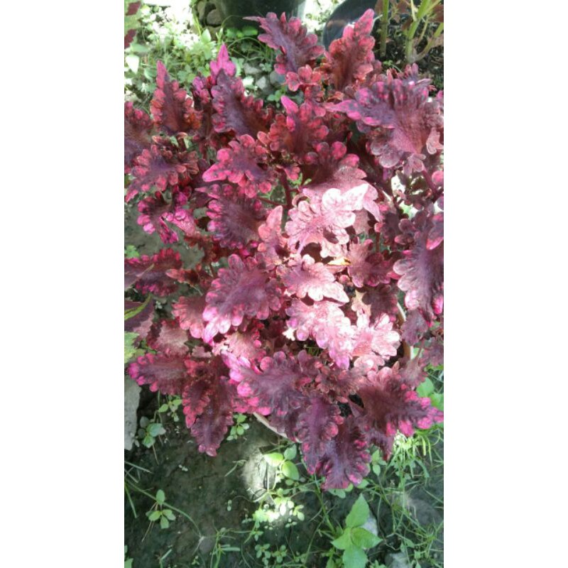 miana#lokal#premium#super#sultan