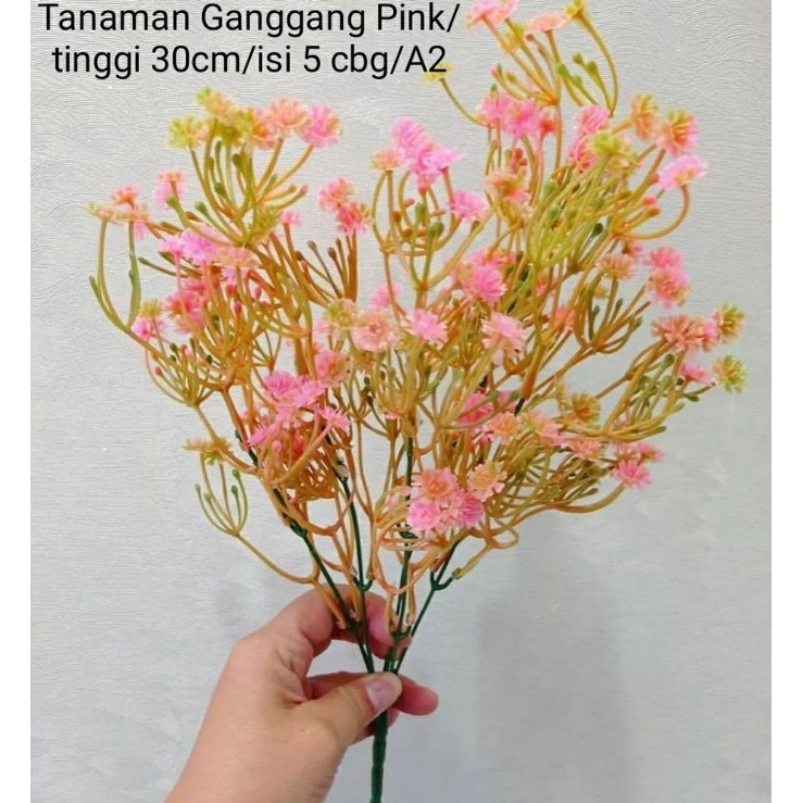 Tanaman Ganggang Pink