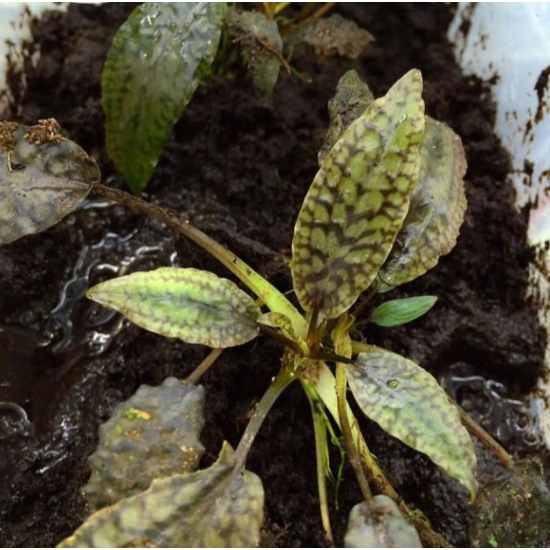 Cryptocoryne striolata