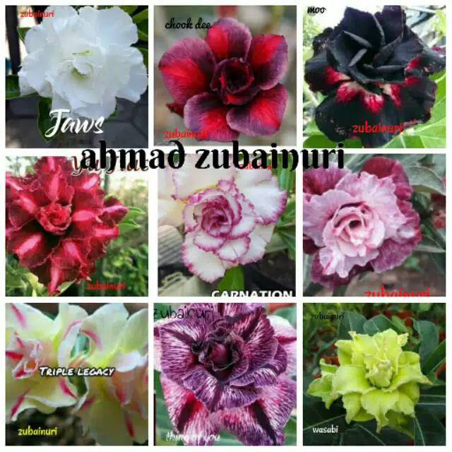 BIBIT / KAMBOJA -KAMBOJA ADENIUM JEPANG -TANAMAN HIAS KAMBOJA JEPANG