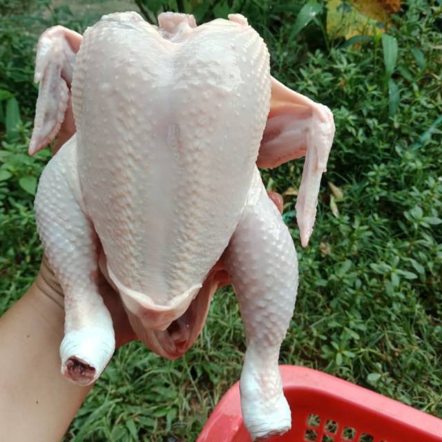 

Ayam fresh 1 ekor