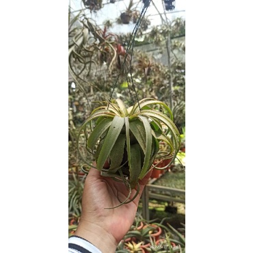 tillandsia Eric knobloch