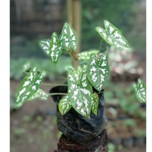 keladi liliput caladium liliput