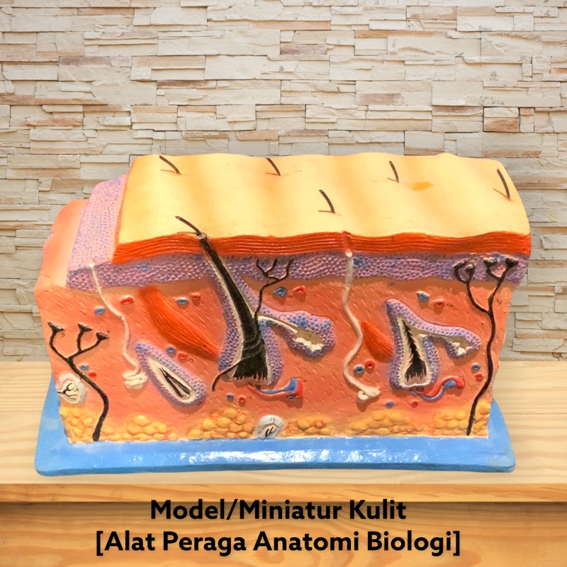 

[PROMO] Model Anatomi Struktur Kulit Manusia - Alat Peraga Biologi [100% Original]