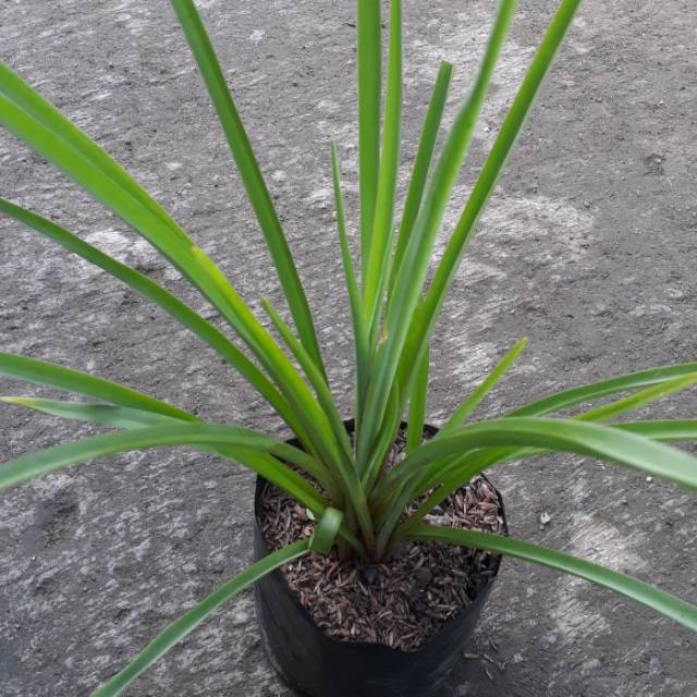 Tanaman bunga Sedap Malam Polianthes tuberosa