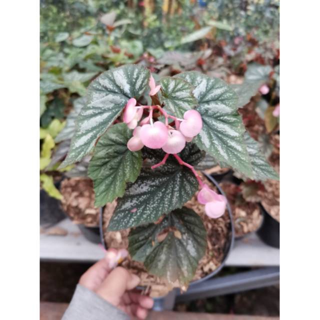 Tanaman Hias Begonia U168 Begonia Silver Daun Kecil Shopee Indonesia