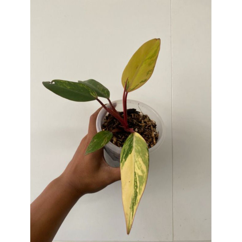 Philodendron Strawberry Shake