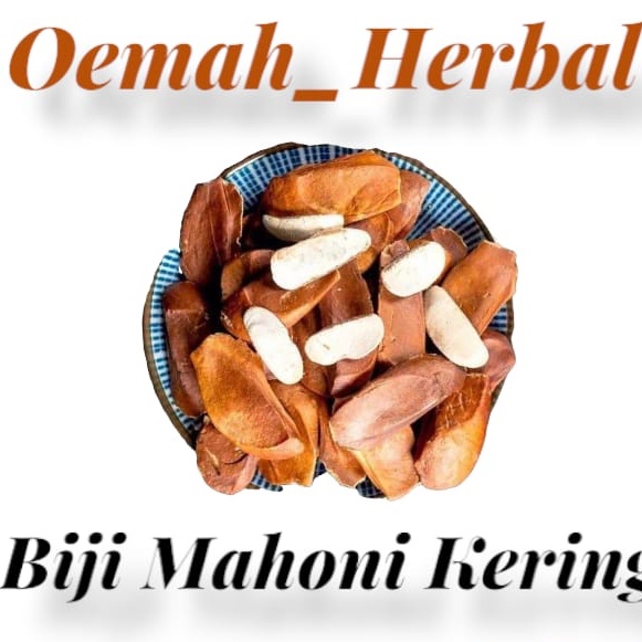 Biji benih bibit mahoni kering 200 gram biji mahoni kering