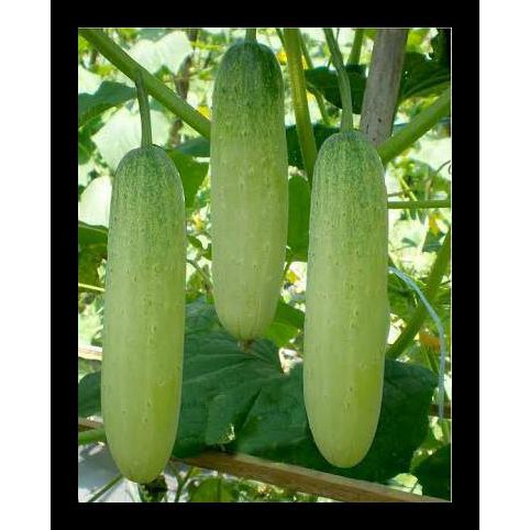 Isi 15 Biji Benih Bibit Timun Lokal Bibit Sayur Sayuran Unggul
