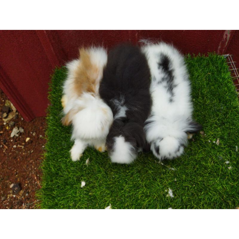 Kelinci Hias Fuzzy Lop 3 Bulan