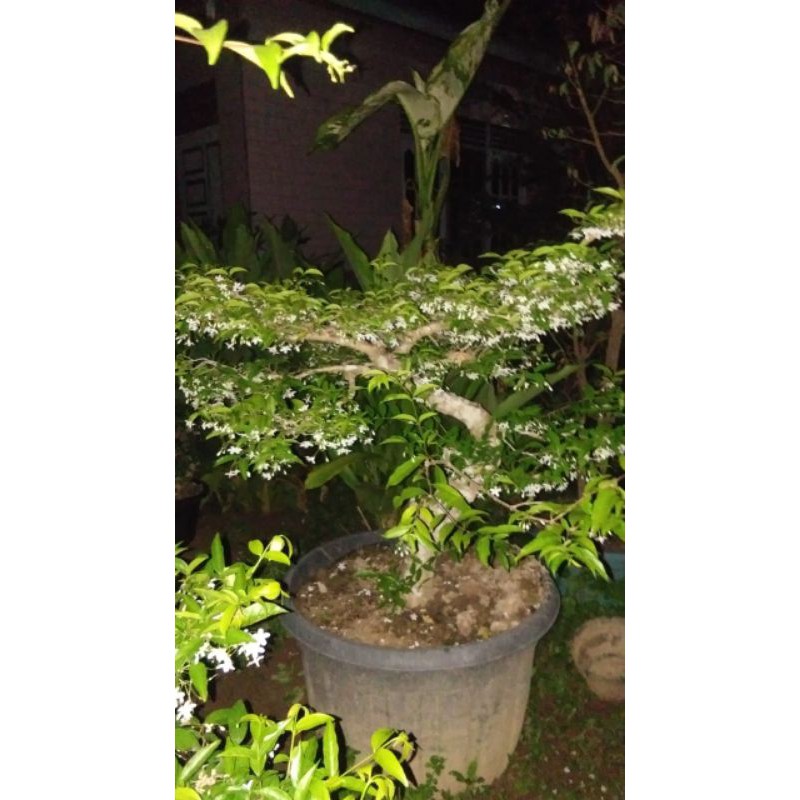 bonsai Anting Putri akar keliling batang besar l.