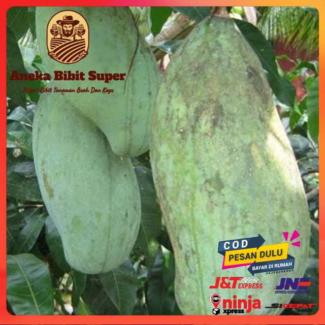 Bibit Mangga Mahatir Super