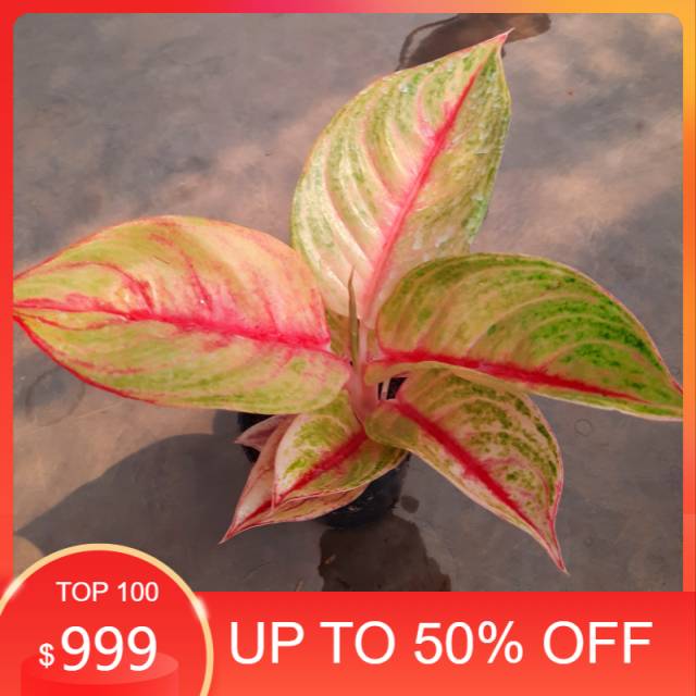 [BISA COD] RED NDOT/AGLONEMA/AGLAONEMA (TANAMAN HIAS INDOR DAN AUDOR)