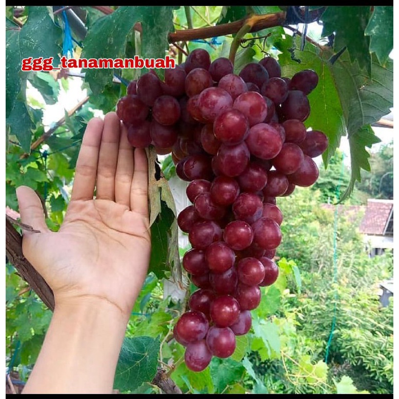 Bibit Anggur Import Nizina Asli Grafting