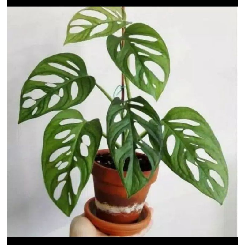 Tanaman Hias Hidup Janda Bolong