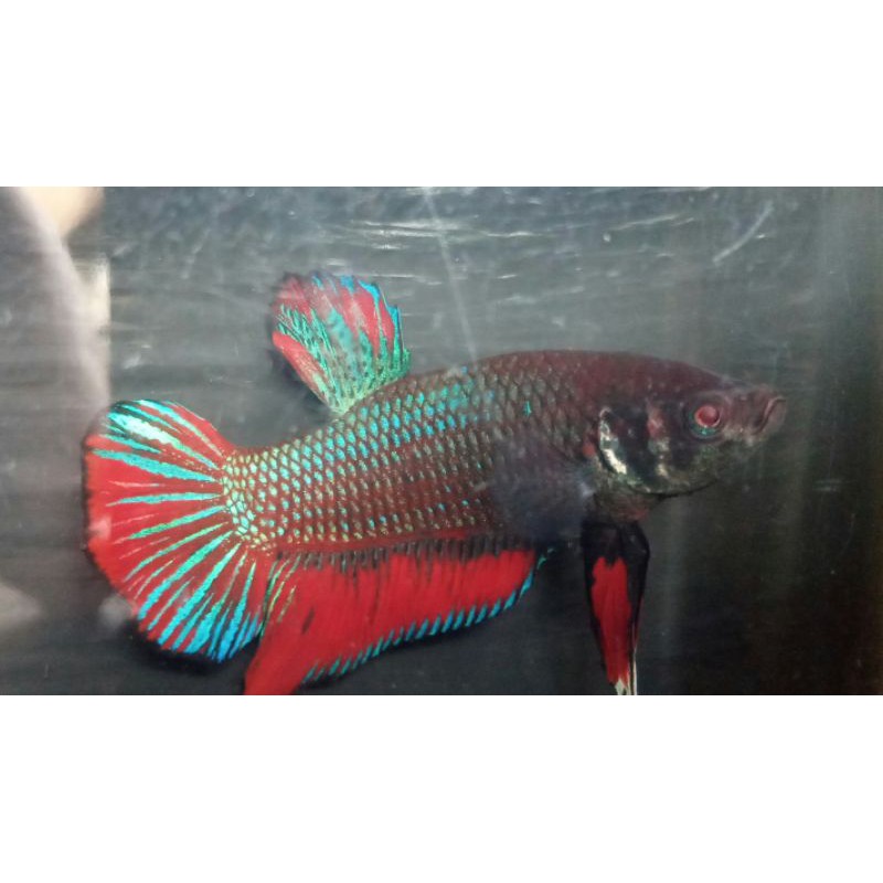 ikan cupang hias plakat jantan