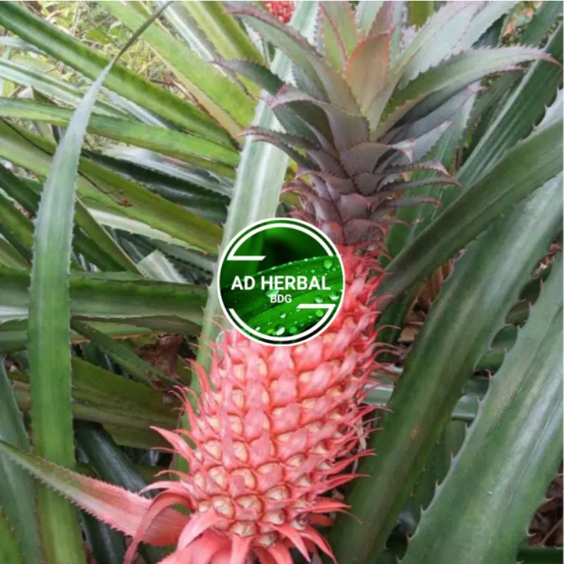

Nanas Muda Merah Nanas Hutan Fres Segar 1kg