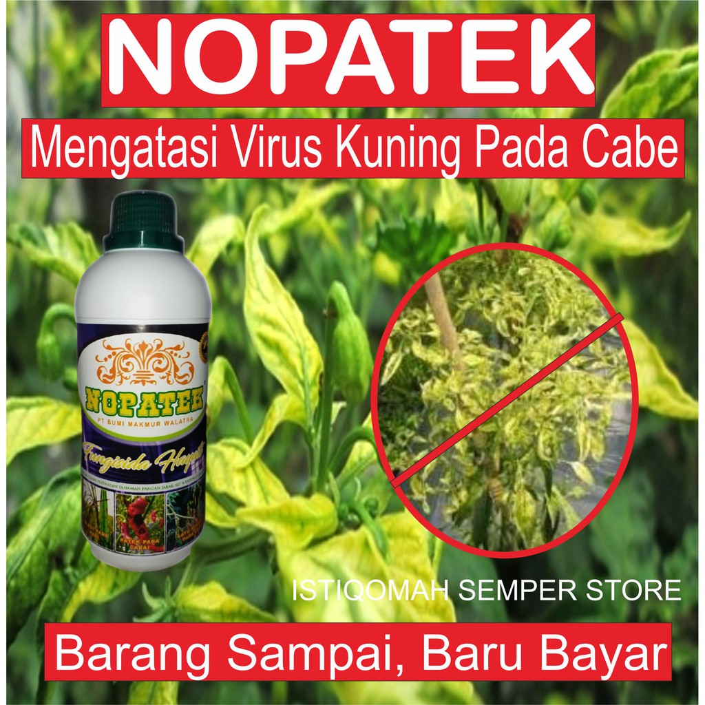 NOPATEK Fungisida Hayati Mengatasi Penyakit Virus Pada Cabe ,Tomat , Virus Kuning/Gemini, AMPUH