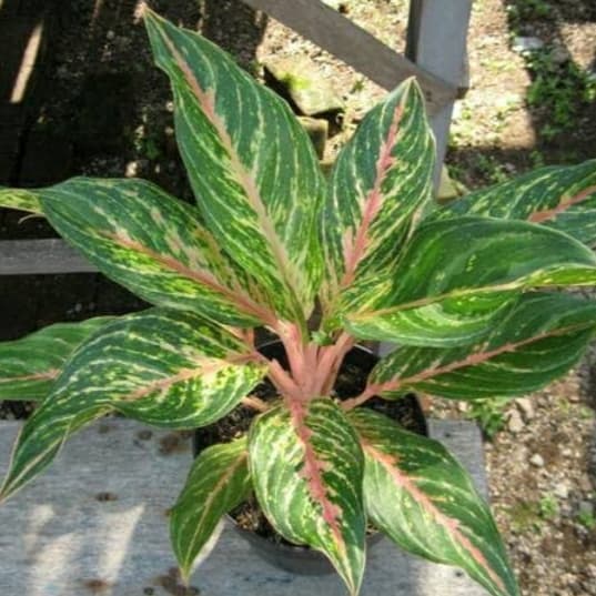 tanaman hias aglonema butterfly indukan - aglonema butterfly indukan