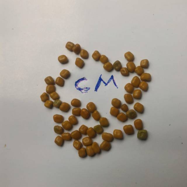 Biji benih kacangan cover crop penutup tanah jenis cm