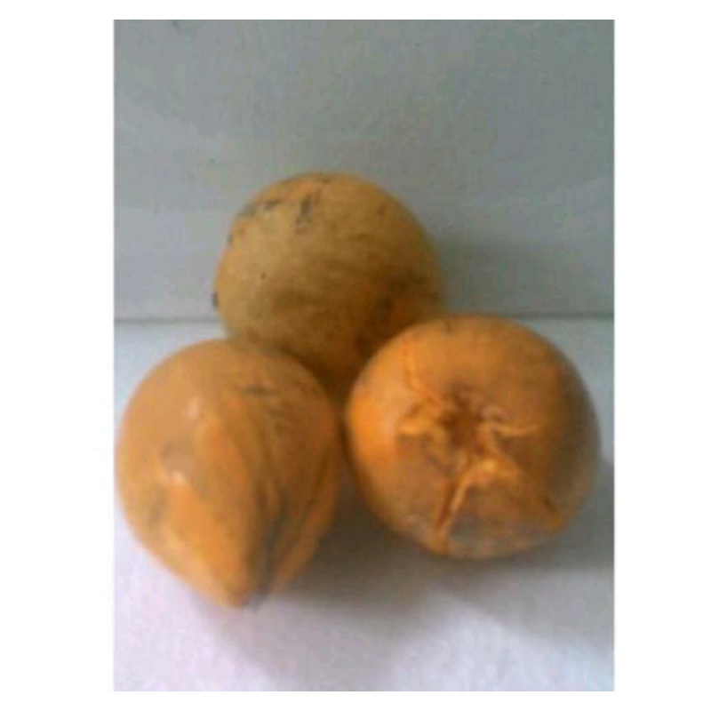 

Buah Alkesa/Buah Jigong Pulen & Legit 1 KG