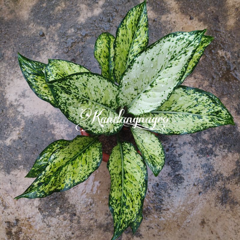 Aglonema Siam Paragon